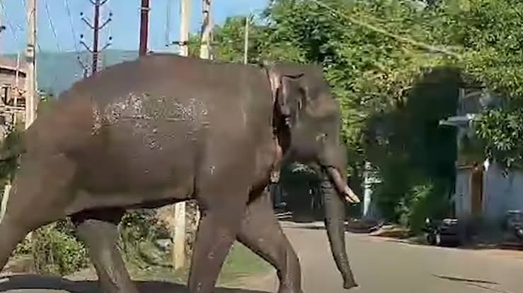 Karnataka Elephant kills man in Kerala, issue erupts in Karnataka assembly over allocation of compensation